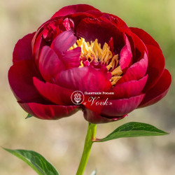 Корневища пиона Buckeye Belle