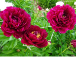 Кореневища півонії Old Faithful