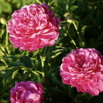 Кореневища півонії Patio Peony London