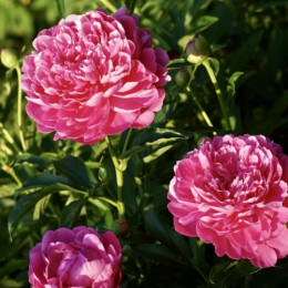 Кореневища півонії Patio Peony London