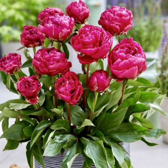 Кореневища півонії Patio Peony London
