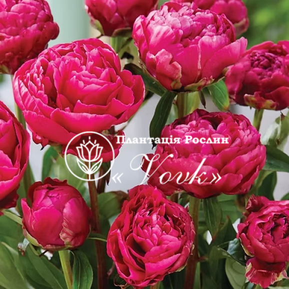 Кореневища півонії Patio Peony London