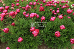 Кореневища півонії Patio Peony London