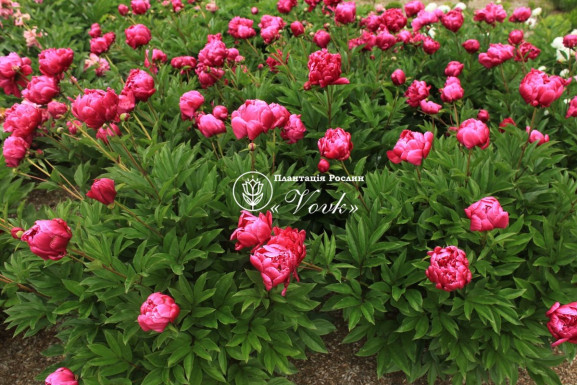 Кореневища півонії Patio Peony London