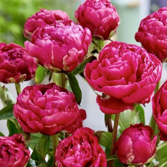 Кореневища півонії Patio Peony London