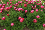 Кореневища півонії Patio Peony London
