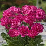 Кореневища півонії Patio Peony London
