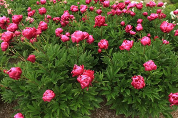 Кореневища півонії Patio Peony London