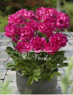 Кореневища півонії Patio Peony London
