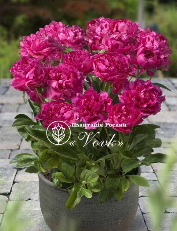 Кореневища півонії Patio Peony London