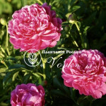 Кореневища півонії Patio Peony London