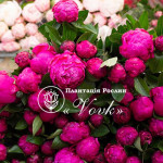 Кореневища півонії Patio Peony London