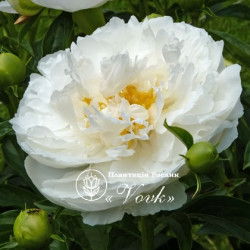 Кореневища півонії Miss America
