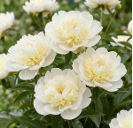Кореневища півонії Patio Peony Madrid