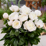 Кореневища півонії Patio Peony Madrid