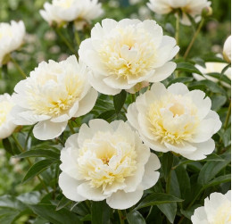 Кореневища півонії Patio Peony Madrid