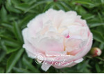Кореневища півонії Patio Peony Madrid