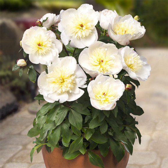 Кореневища півонії Patio Peony Madrid