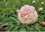Кореневища півонії Patio Peony Madrid