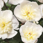 Кореневища півонії Patio Peony Madrid