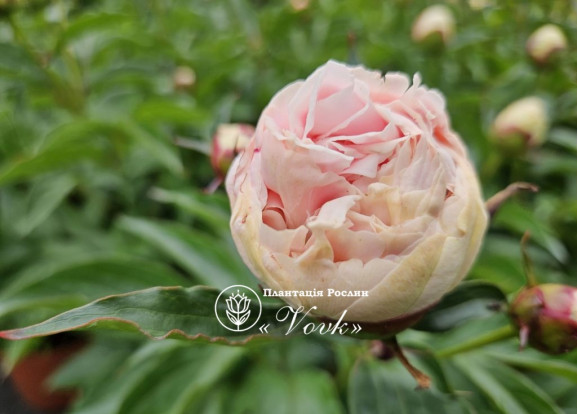 Кореневища півонії Patio Peony Madrid