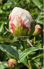 Кореневища півонії Patio Peony Madrid
