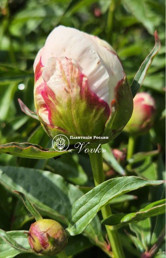 Кореневища півонії Patio Peony Madrid