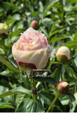 Кореневища півонії Patio Peony Madrid