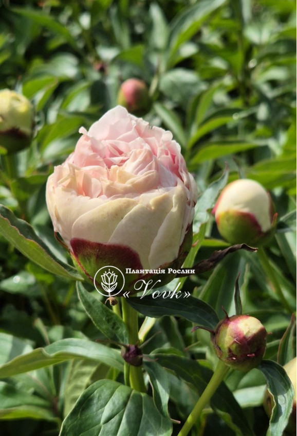 Кореневища півонії Patio Peony Madrid