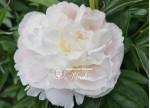 Кореневища півонії Patio Peony Madrid