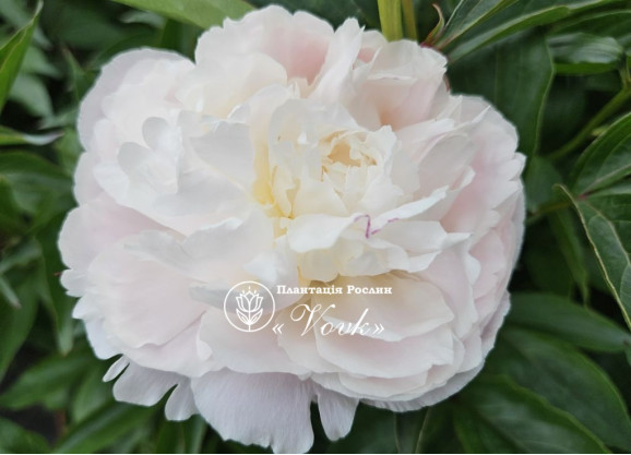 Кореневища півонії Patio Peony Madrid