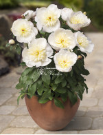 Кореневища півонії Patio Peony Madrid