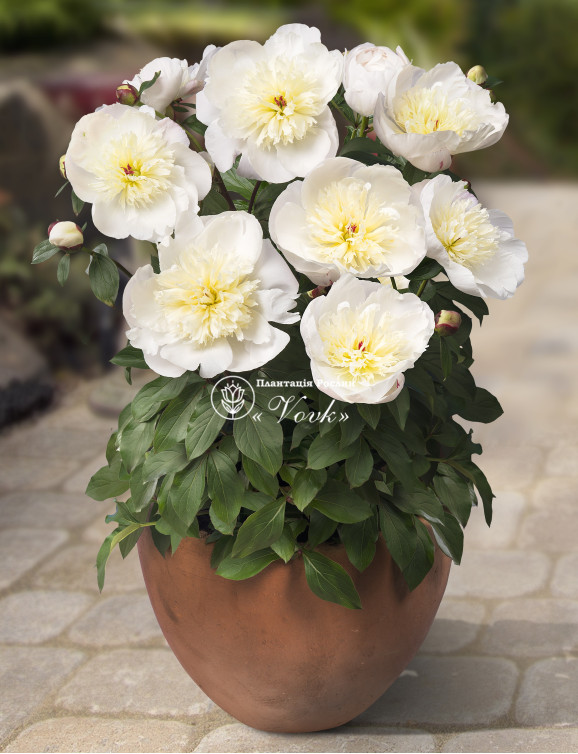 Кореневища півонії Patio Peony Madrid