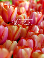 Цибулини тюльпану Apricot Impression