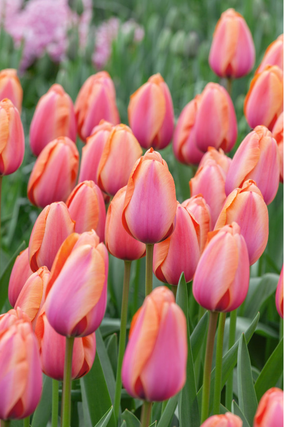 Цибулини тюльпану Apricot Impression