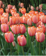 Цибулини тюльпану Apricot Impression