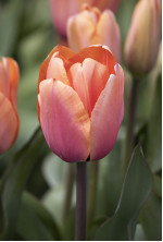 Цибулини тюльпану Apricot Impression