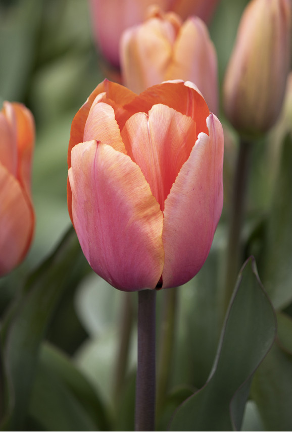 Цибулини тюльпану Apricot Impression