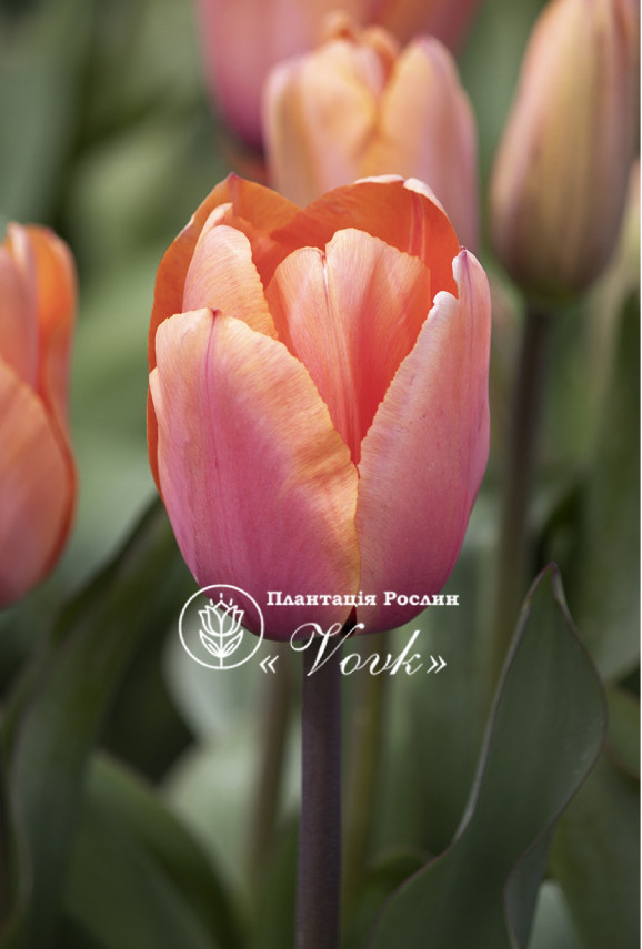 Цибулини тюльпану Apricot Impression