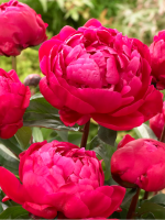 Кореневища півонії Red Sarah Bernhardt (Fiona)