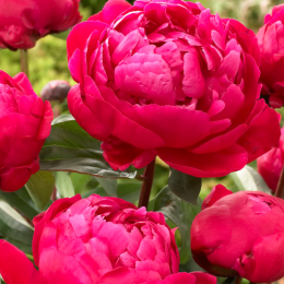 Кореневища півонії Red Sarah Bernhardt (Fiona)