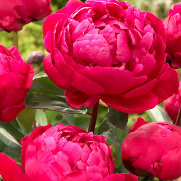 Кореневища півонії Red Sarah Bernhardt (Fiona)