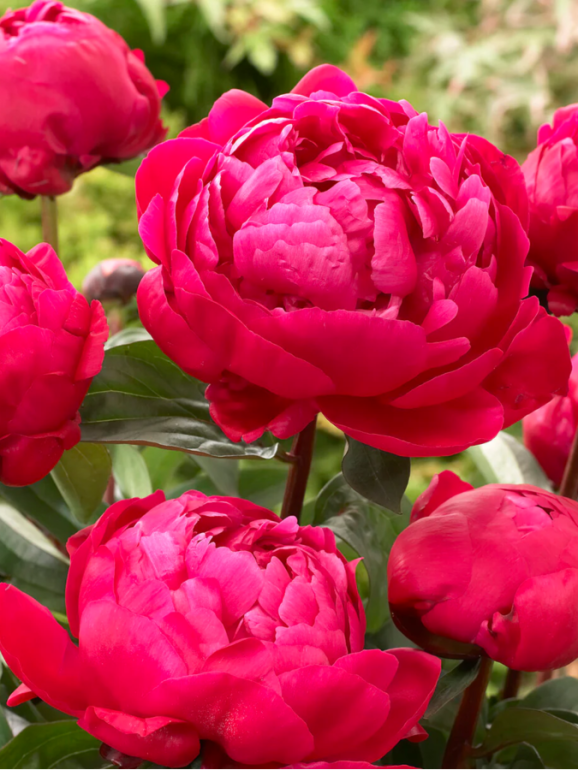 Кореневища півонії Red Sarah Bernhardt (Fiona)