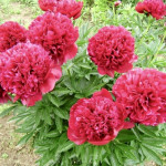 Кореневища півонії Red Sarah Bernhardt (Fiona)