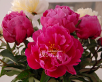 Кореневища півонії Red Sarah Bernhardt (Fiona)