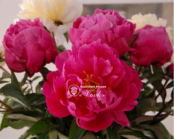 Кореневища півонії Red Sarah Bernhardt (Fiona)