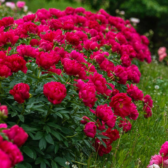 Кореневища півонії Red Sarah Bernhardt (Fiona)