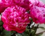 Кореневища півонії Red Sarah Bernhardt (Fiona)