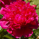 Кореневища півонії Red Sarah Bernhardt (Fiona)