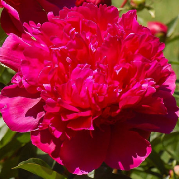 Кореневища півонії Red Sarah Bernhardt (Fiona)
